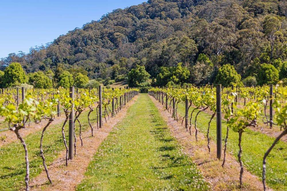 Vineyard - Friday Creek Retreat